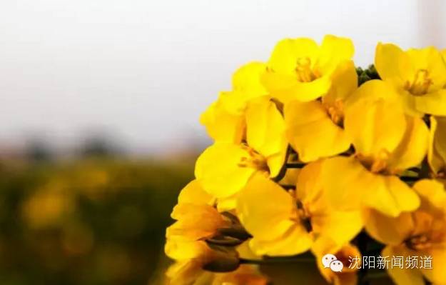 沈阳五一亲子游去哪玩,五一沈阳游玩攻略带孩子沈阳市内