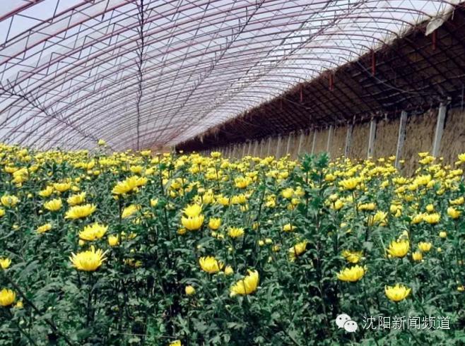 沈阳五一亲子游去哪玩,五一沈阳游玩攻略带孩子沈阳市内
