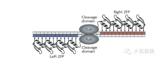 火视212|sangamo再次突破:永久治愈单基因的遗传性疾病