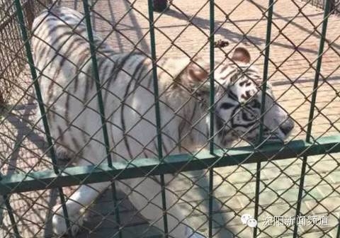 沈阳五一亲子游去哪玩,五一沈阳游玩攻略带孩子沈阳市内