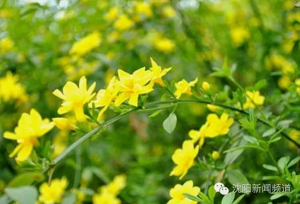 沈阳五一亲子游去哪玩,五一沈阳游玩攻略带孩子沈阳市内