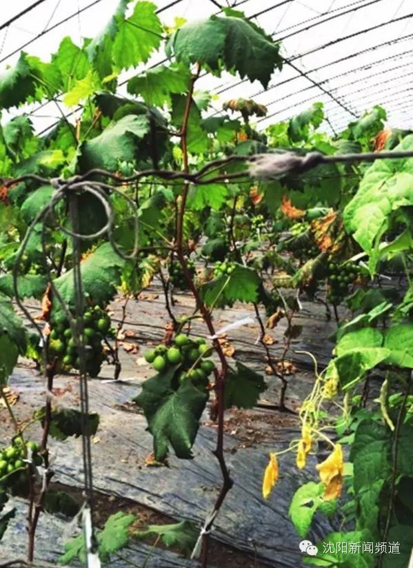 沈阳五一亲子游去哪玩,五一沈阳游玩攻略带孩子沈阳市内