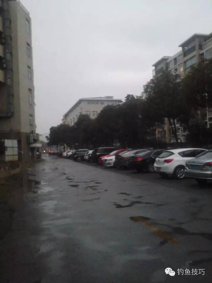 新年第一竿野钓鲫鱼,野钓2-3两鲫鱼要几号钩