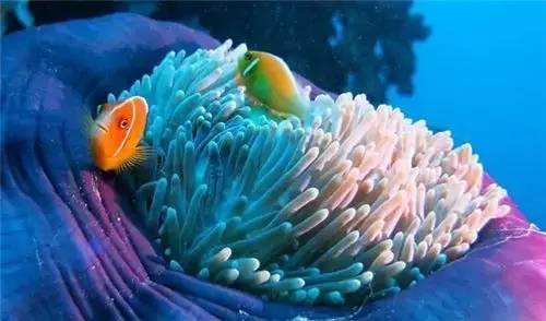 帕劳潜水旅行攻略,帕劳潜水旅行清单