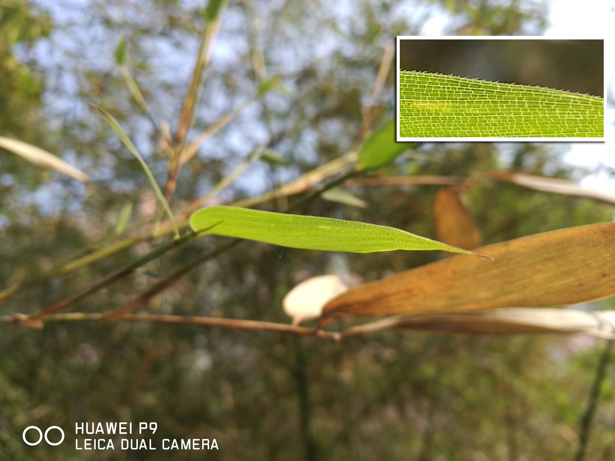 华为p9体验,华为p50体验10天