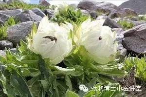 雪莲对肿瘤有效么,雪莲花养胃吗