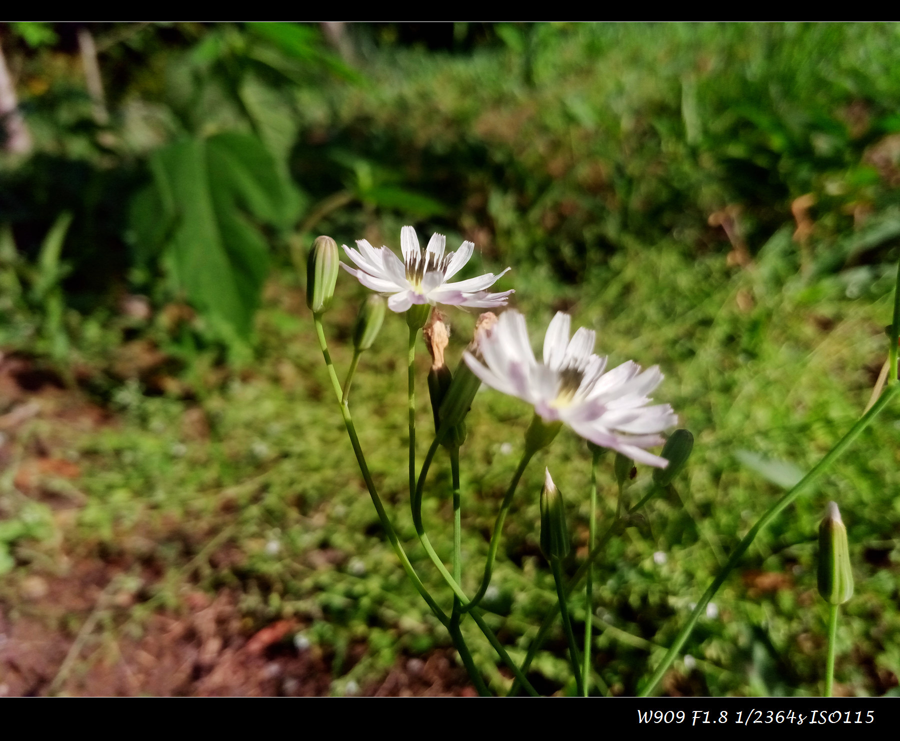 金立天鉴w909值得入手吗,金立天鉴w909翻盖手机