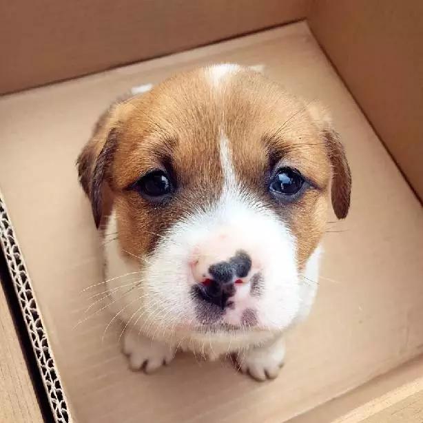 2021年上海领养狗狗,上海领养小动物的地方