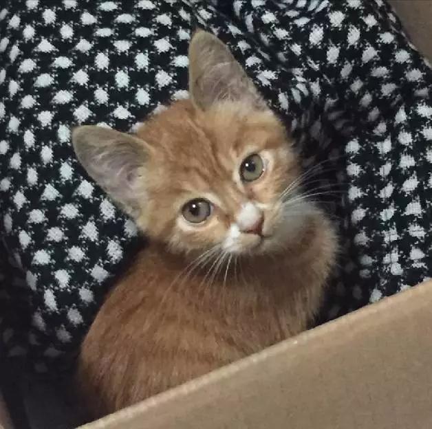 2021年上海领养狗狗,上海领养小动物的地方