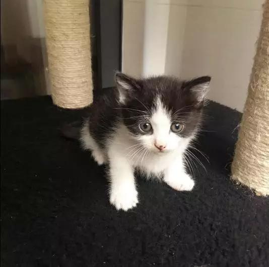 2021年上海领养狗狗,上海领养小动物的地方