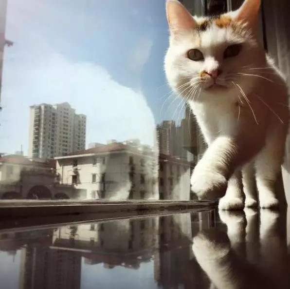 2021年上海领养狗狗,上海领养小动物的地方