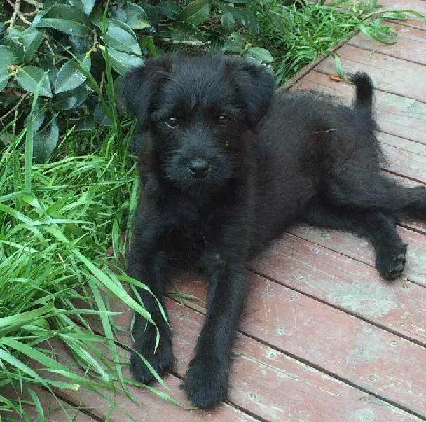 2021年上海领养狗狗,上海领养小动物的地方