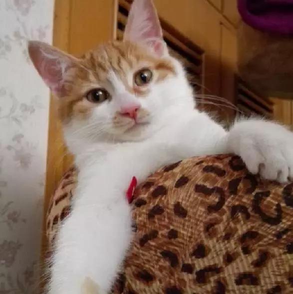 2021年上海领养狗狗,上海领养小动物的地方