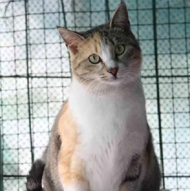 2021年上海领养狗狗,上海领养小动物的地方