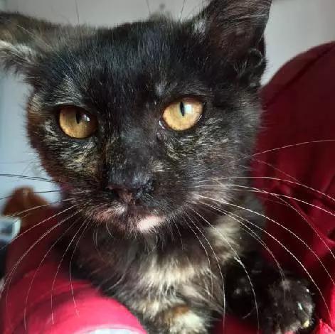 2021年上海领养狗狗,上海领养小动物的地方