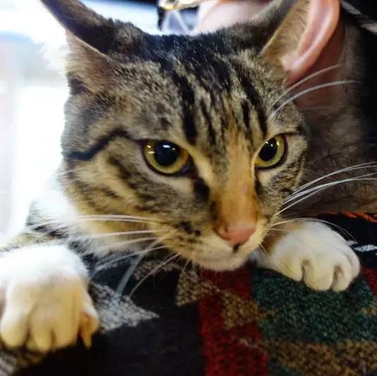 2021年上海领养狗狗,上海领养小动物的地方