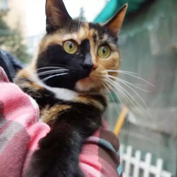 2021年上海领养狗狗,上海领养小动物的地方