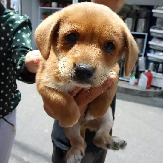 2021年上海领养狗狗,上海领养小动物的地方