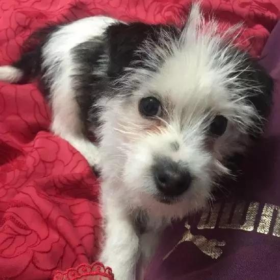 2021年上海领养狗狗,上海领养小动物的地方