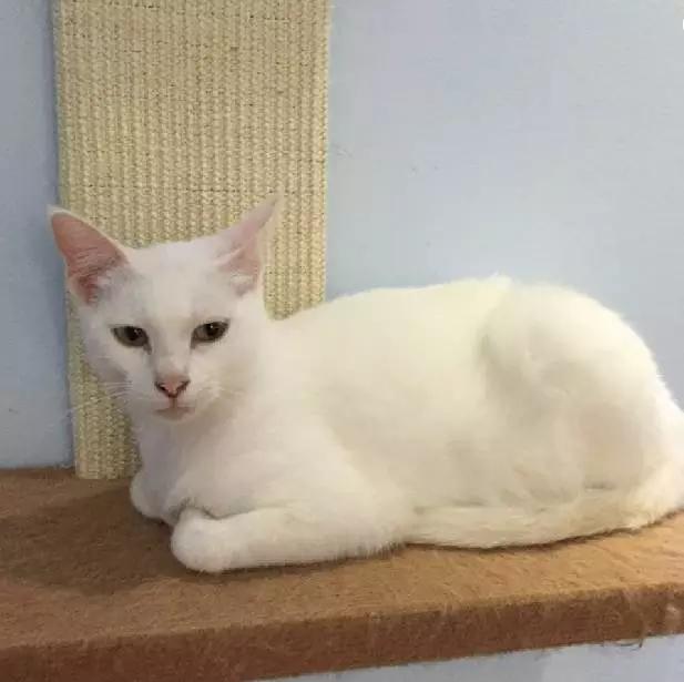 2021年上海领养狗狗,上海领养小动物的地方