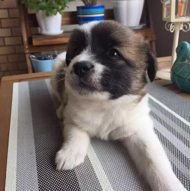 2021年上海领养狗狗,上海领养小动物的地方