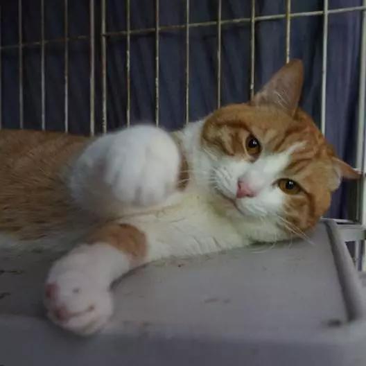 2021年上海领养狗狗,上海领养小动物的地方