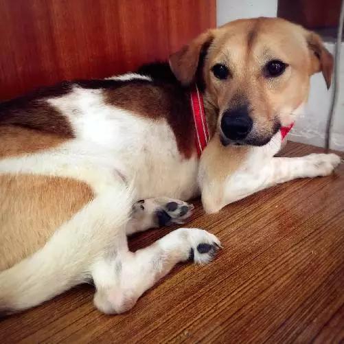 2021年上海领养狗狗,上海领养小动物的地方