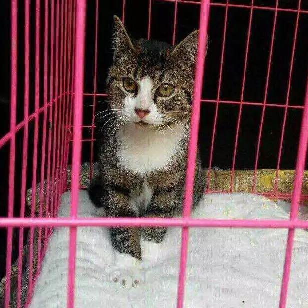 2021年上海领养狗狗,上海领养小动物的地方