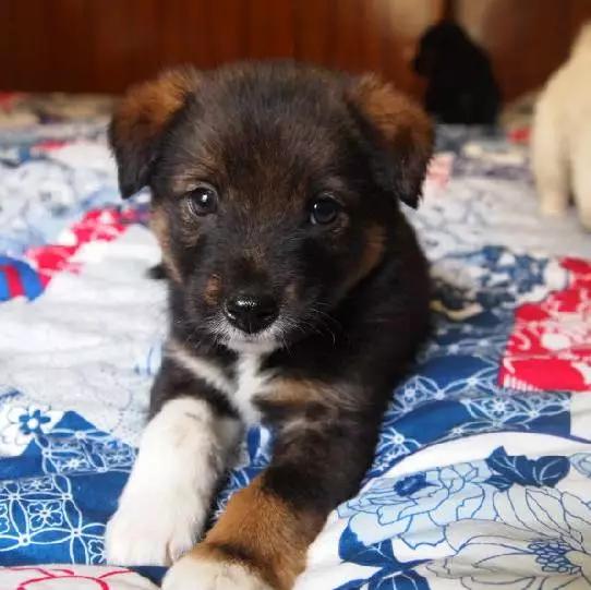 2021年上海领养狗狗,上海领养小动物的地方