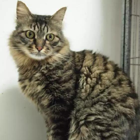 2021年上海领养狗狗,上海领养小动物的地方