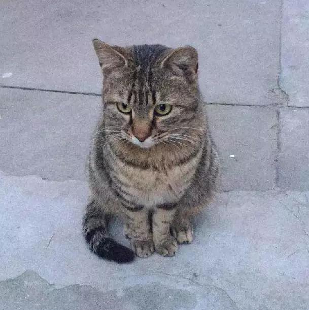 2021年上海领养狗狗,上海领养小动物的地方