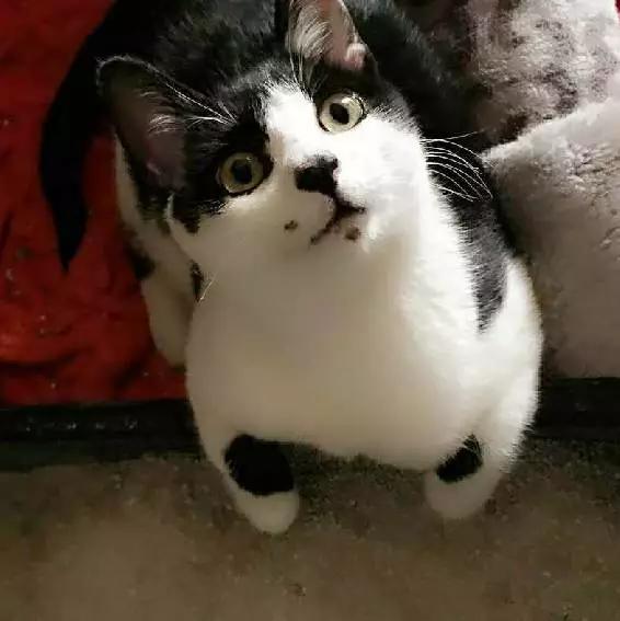 2021年上海领养狗狗,上海领养小动物的地方