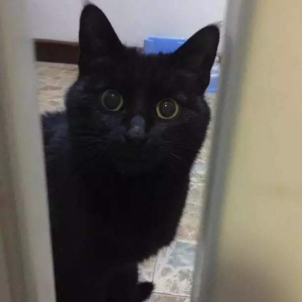 2021年上海领养狗狗,上海领养小动物的地方