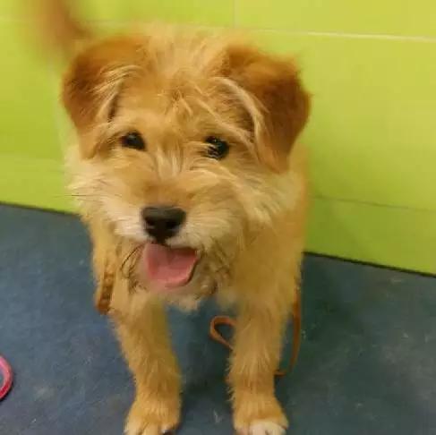 2021年上海领养狗狗,上海领养小动物的地方