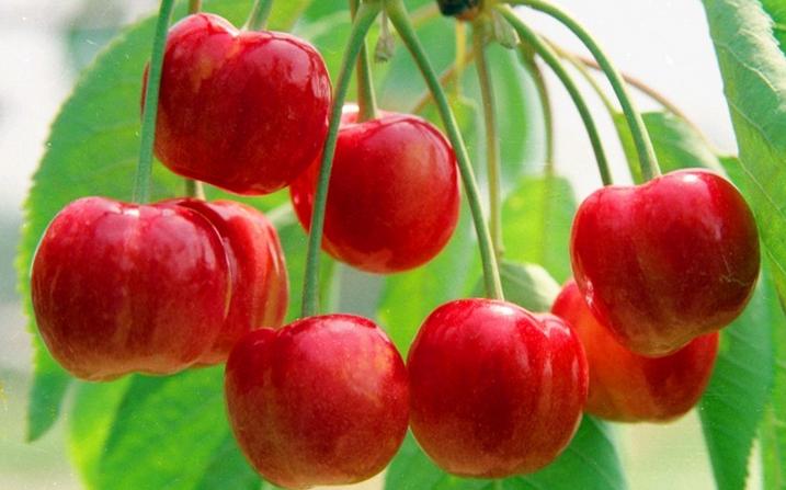 拿好这篇西安采摘樱桃指南,西安白鹿原樱桃采摘