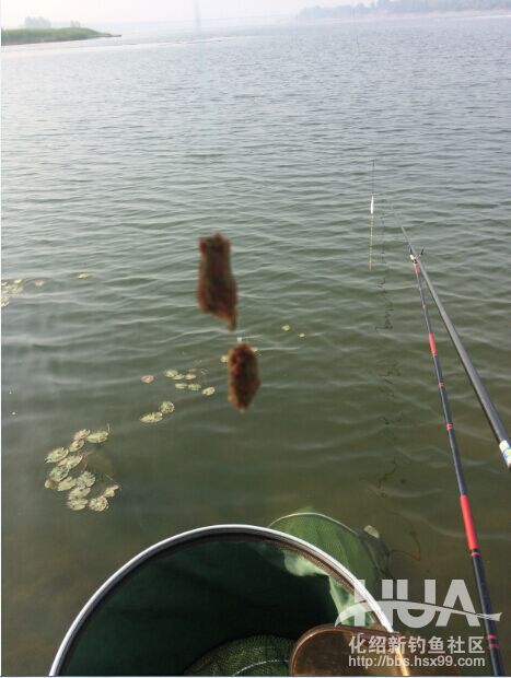 化氏速散颗粒适合用什么饵料钓,化氏不空军饵料和蓝鲫哪个好用