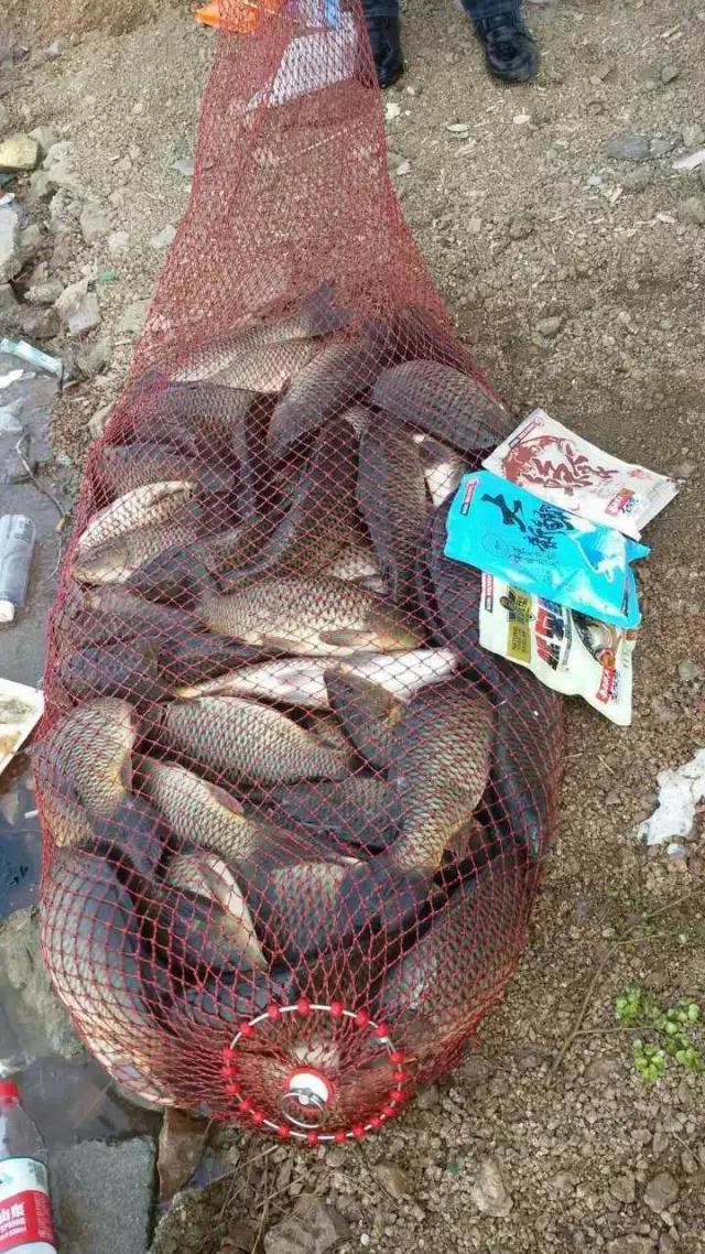 化氏速散颗粒适合用什么饵料钓,化氏不空军饵料和蓝鲫哪个好用