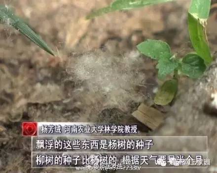 打脸！沭阳最近飘的飞絮是虫子？别逗了！