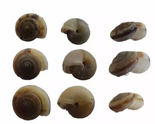 随手捉一只小蜗牛，你认识吗？在小区给孩子上一节博物课吧！