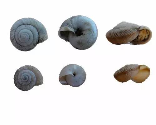 随手捉一只小蜗牛，你认识吗？在小区给孩子上一节博物课吧！