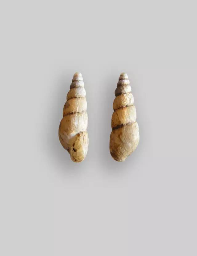 随手捉一只小蜗牛，你认识吗？在小区给孩子上一节博物课吧！