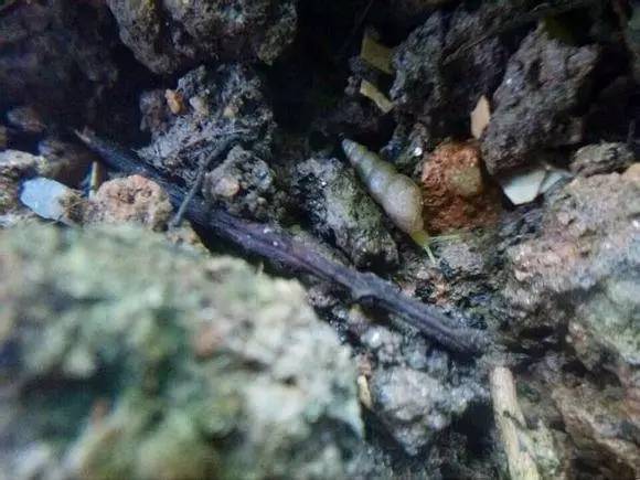 随手捉一只小蜗牛，你认识吗？在小区给孩子上一节博物课吧！