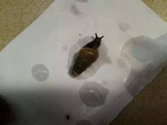 随手捉一只小蜗牛，你认识吗？在小区给孩子上一节博物课吧！