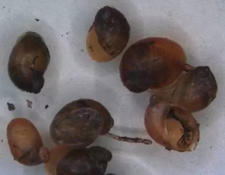 随手捉一只小蜗牛，你认识吗？在小区给孩子上一节博物课吧！