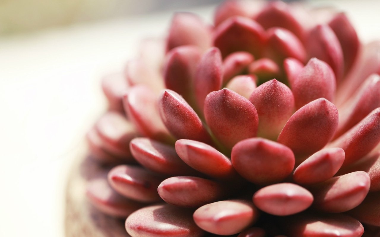 多肉植物养殖方法新手教程,多肉植物养殖的常识和技巧有哪些