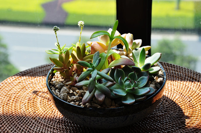 多肉植物养殖方法新手教程,多肉植物养殖的常识和技巧有哪些