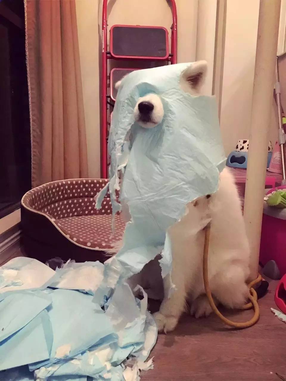 散养萨摩耶视频播放,家养的萨摩耶好凶怎么办