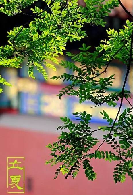 却是石榴知立夏的翻译,却是石榴知立夏年年花开什么意思