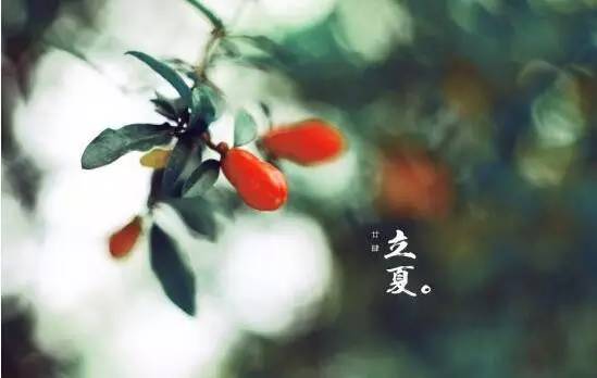 却是石榴知立夏的翻译,却是石榴知立夏年年花开什么意思