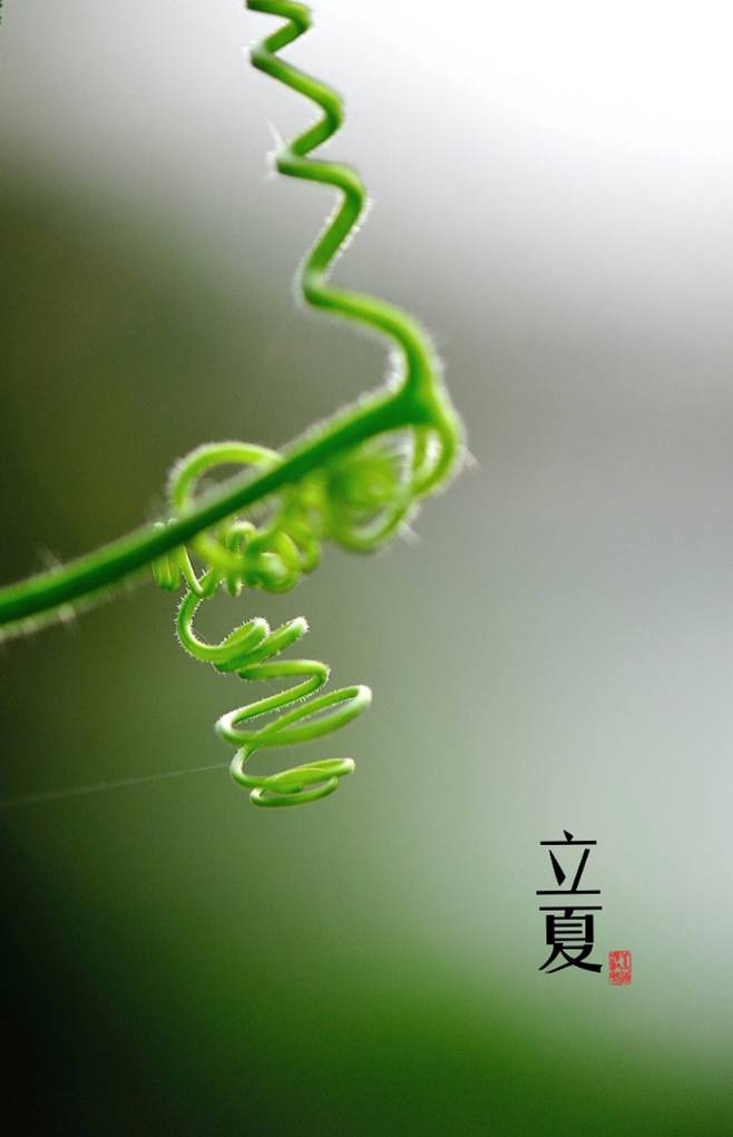 却是石榴知立夏的翻译,却是石榴知立夏年年花开什么意思